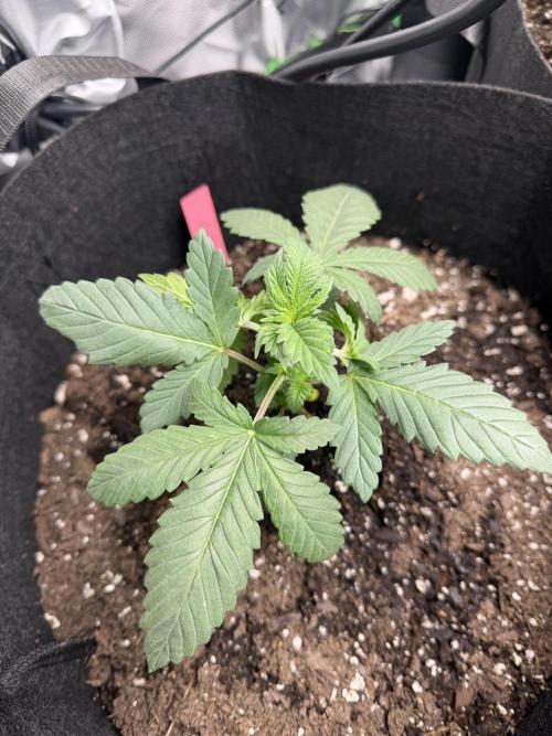 Gassy Eddy and Couch Slumper. Week 3