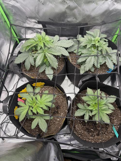 Gassy Eddy and Couch Slumper. Week 4