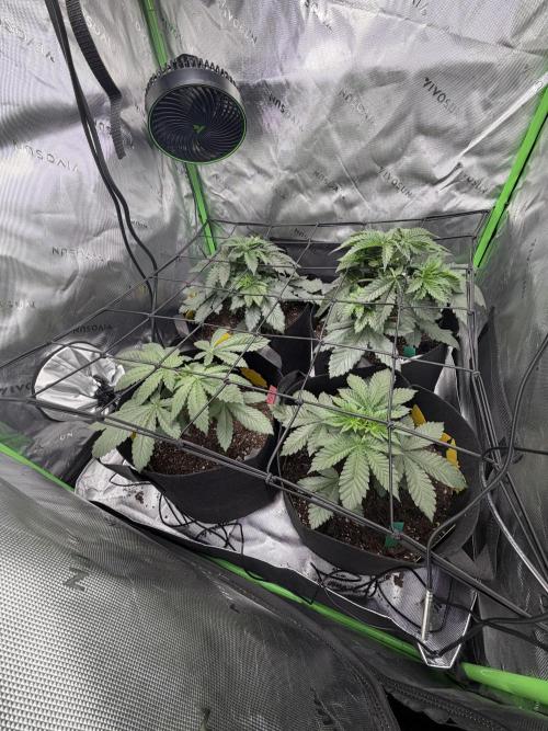 Gassy Eddy and Couch Slumper. Week 4