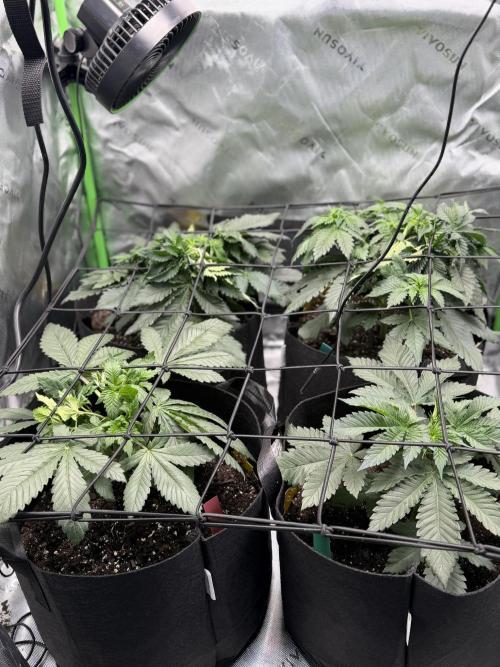 Gassy Eddy and Couch Slumper. Week 5