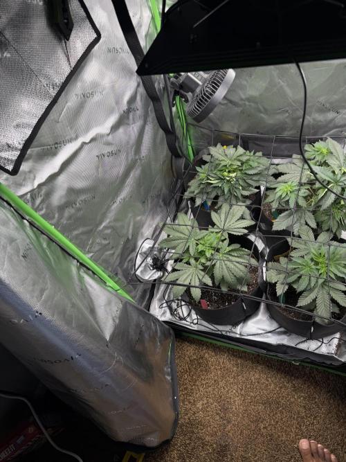 Gassy Eddy and Couch Slumper. Week 5