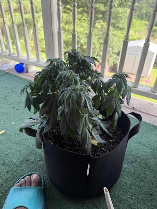 Gassy Eddy and Couch Slumper. Week 6