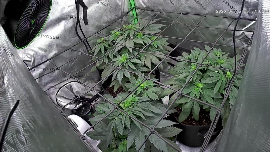 Gassy Eddy and Couch Slumper. Week 7