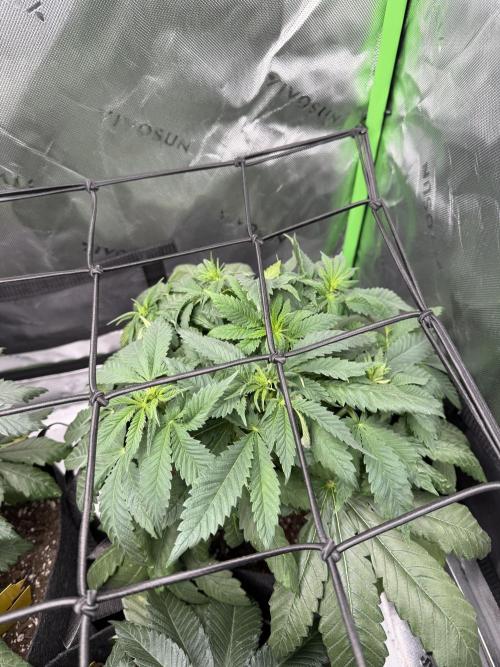 Gassy Eddy and Couch Slumper. Week 7