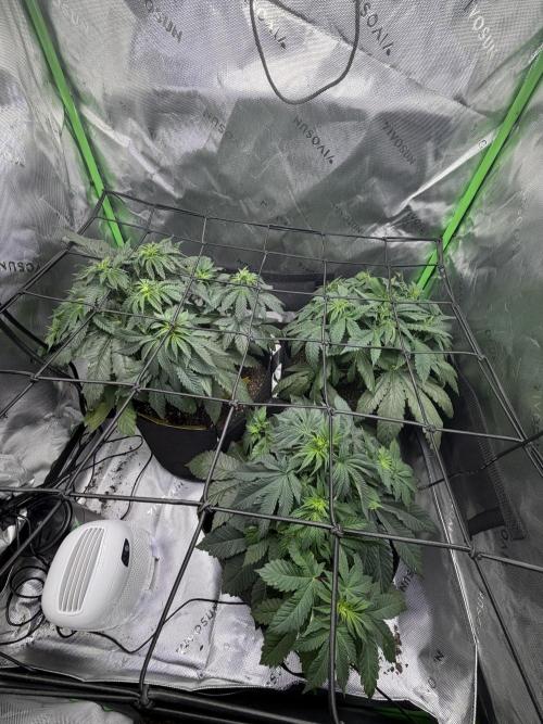 Gassy Eddy and Couch Slumper. Week 7
