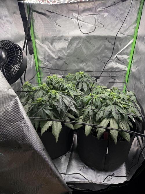 Gassy Eddy and Couch Slumper. Week 8