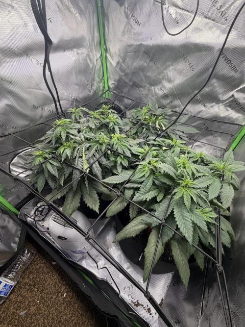 Gassy Eddy and Couch Slumper. Week 8