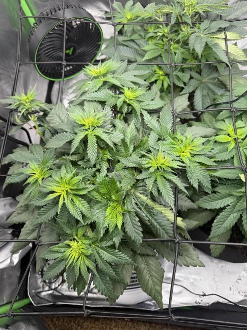 Gassy Eddy and Couch Slumper. Week 8