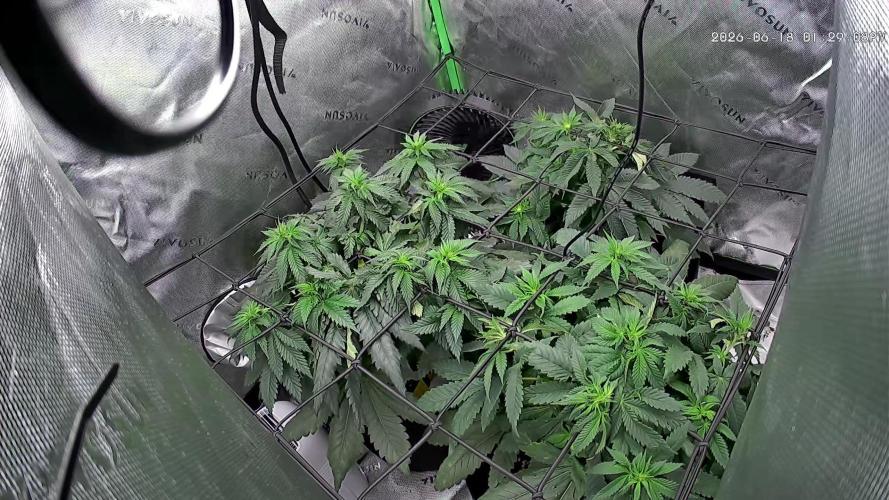 Gassy Eddy and Couch Slumper. Week 9