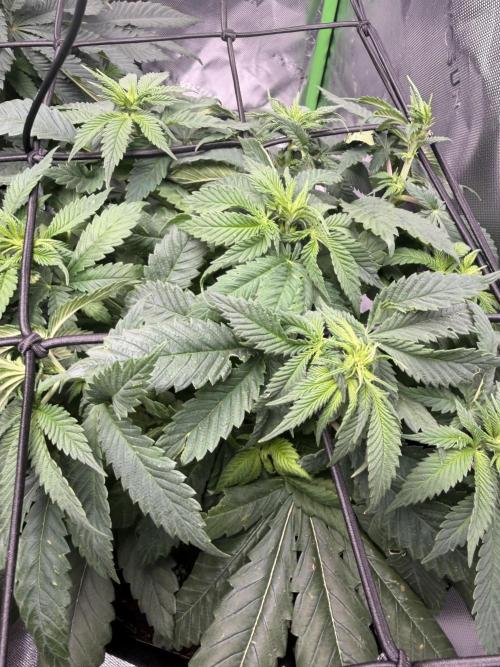 Gassy Eddy and Couch Slumper. Week 9