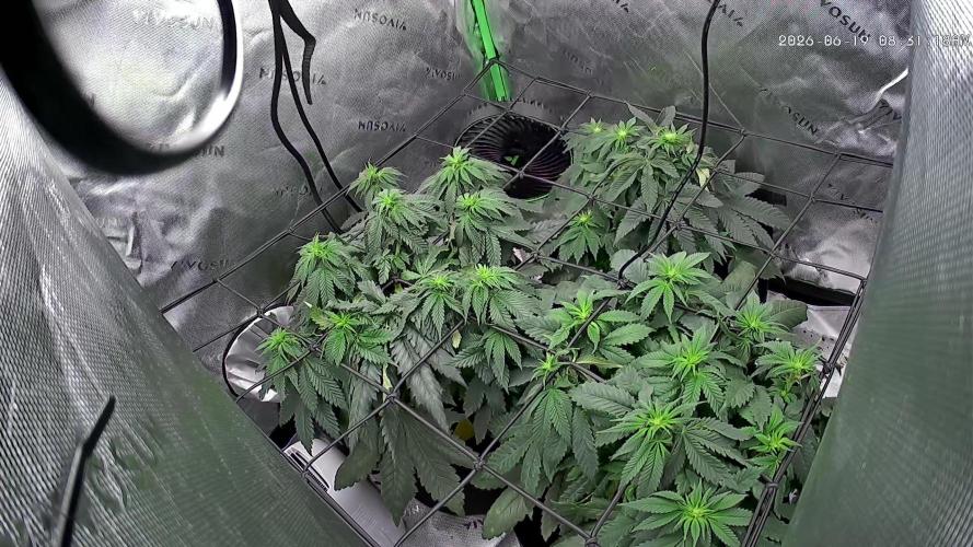 Gassy Eddy and Couch Slumper. Week 9