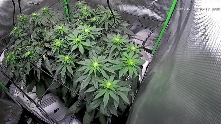 Gassy Eddy and Couch Slumper. Week 9