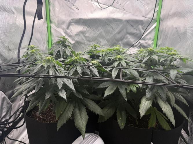 Gassy Eddy and Couch Slumper. Week 9