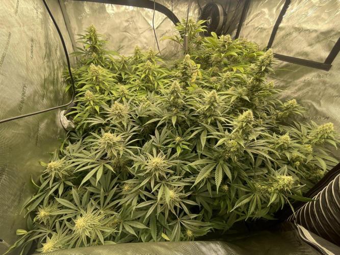 Ethos 4x4. Week 5 - The whole bunch 