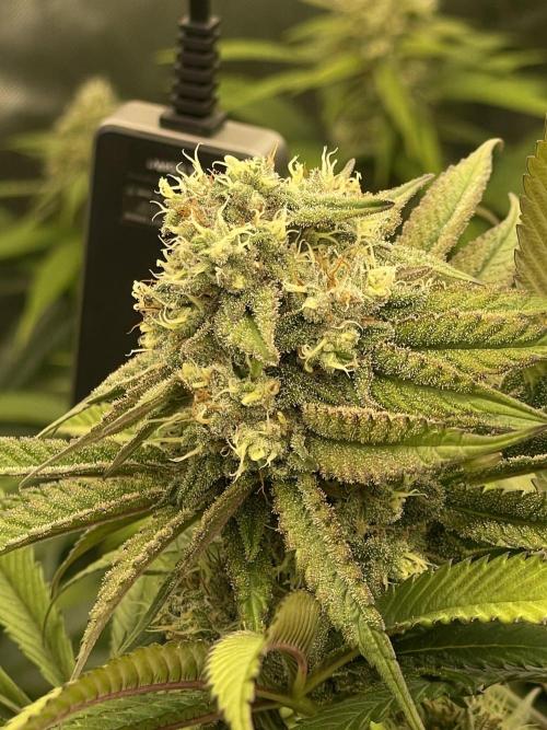 Ethos 4x4. Week 5 - Cherry gar-seeya day 42
