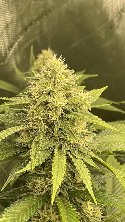 Ethos 4x4. Week 5 - Lemon whhip 2nd pheno day 42