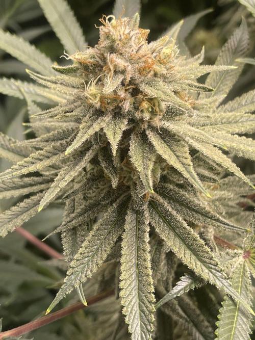 Ethos 4x4. Week 7 - Lemon whip 1