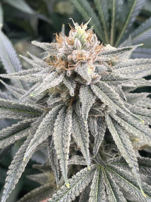 Ethos 4x4. Week 7 - Alternate pic lemon whip 1 