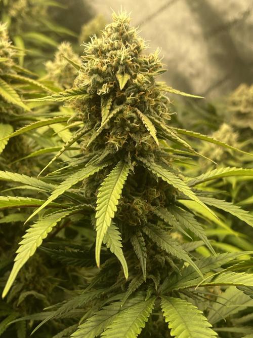 Ethos 4x4. Week 7 - Grape something, can’t remember what it was - free seed from ethos 