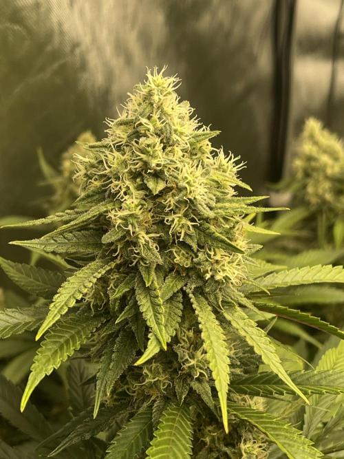 Ethos 4x4. Week 7 - Lemon whip 2