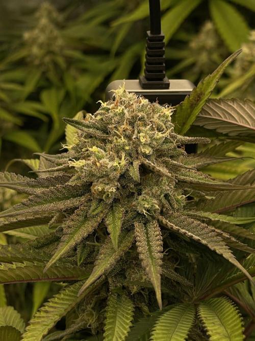 Ethos 4x4. Week 7 - Cherry g 