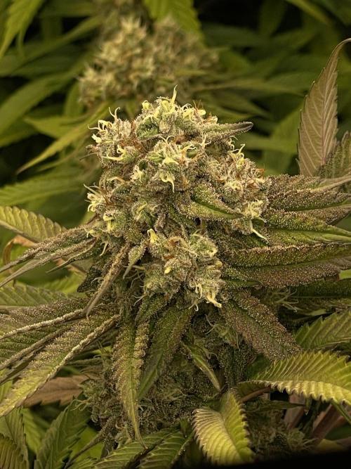 Ethos 4x4. Week 7 - Alternate shot of cherry g 