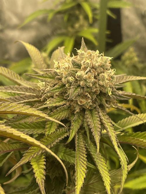 Ethos 4x4. Week 7 - Cherry g - day 55