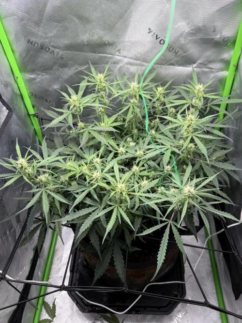 Gelato Auto. Week 5