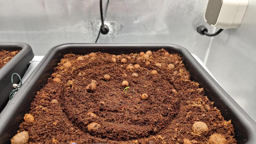 Fastbuds Mix Pack Auto RF3. Week 0 - #2