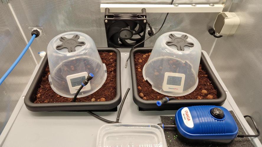 Fastbuds Mix Pack Auto RF3. Week 0 - Seeds planted