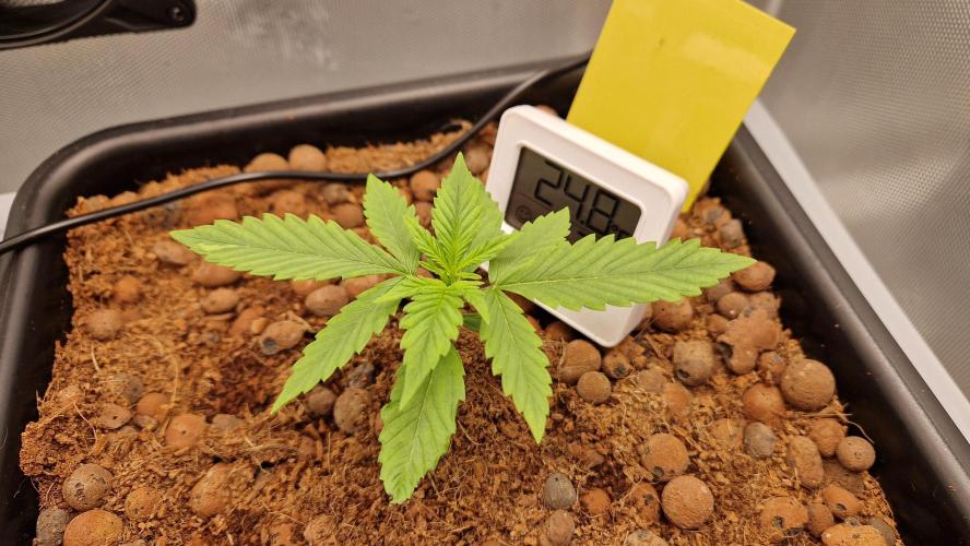 Fastbuds Mix Pack Auto RF3. Week 2 - #2, day 14