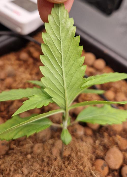 Fastbuds Mix Pack Auto RF3. Week 3 - #2 Day 17