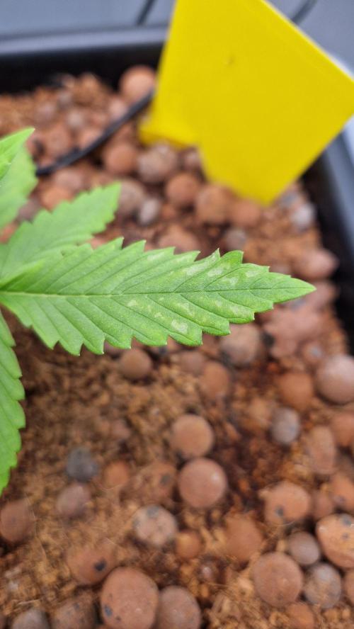 Fastbuds Mix Pack Auto RF3. Week 3 - #2 Day 17