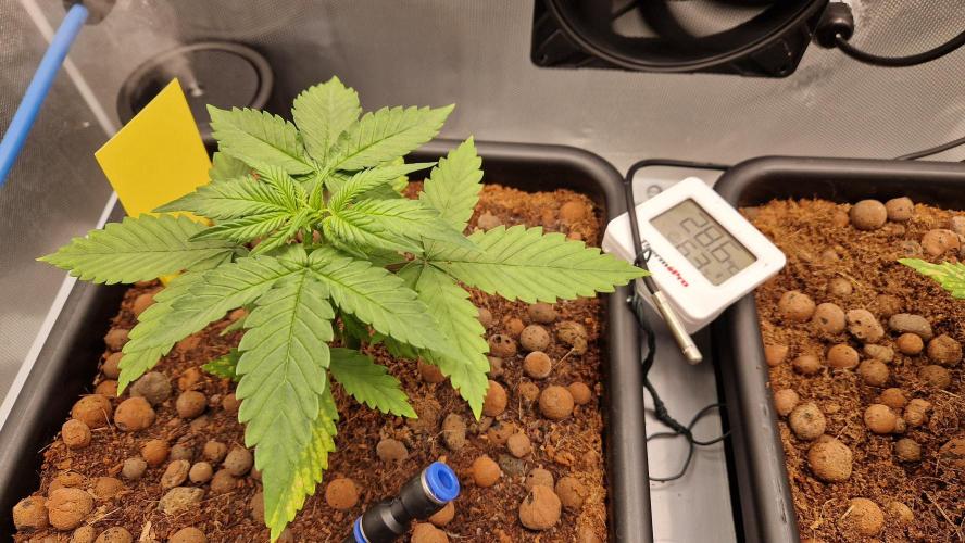 Fastbuds Mix Pack Auto RF3. Week 3 - #1 Day 20