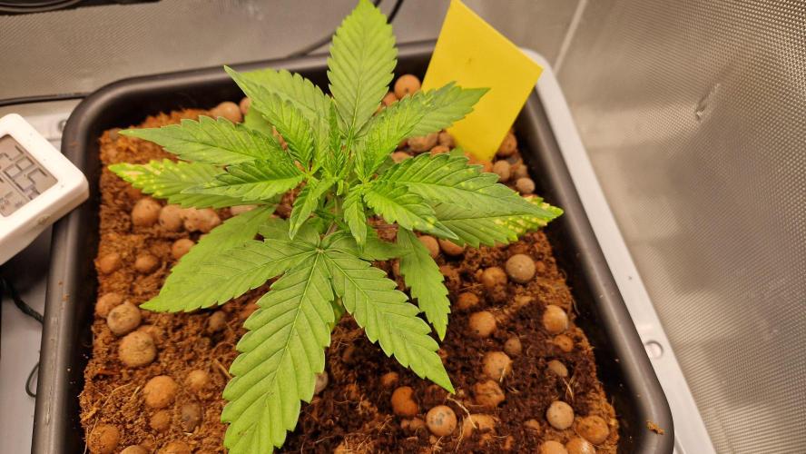 Fastbuds Mix Pack Auto RF3. Week 3 - #2 Day 20