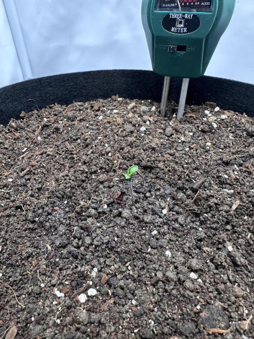 Glue Gelato auto. Week 0 - Day 1