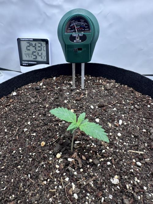 Glue Gelato auto. Week 1 - Day 7