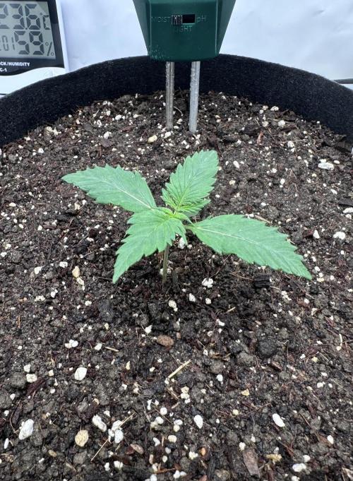 Glue Gelato auto. Week 2 - Day 10