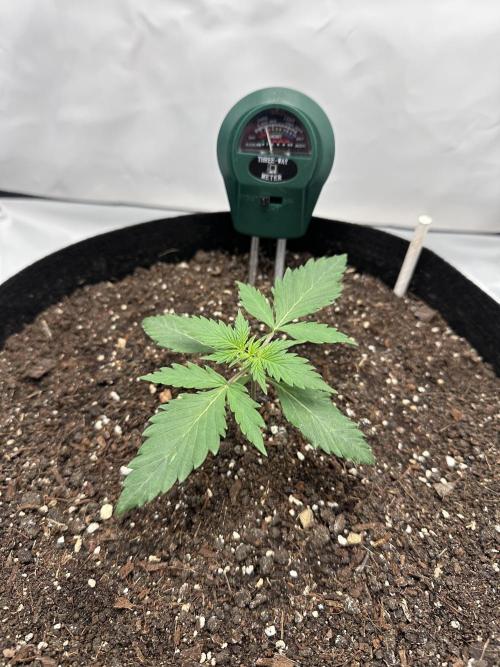 Glue Gelato auto. Week 2 - Day 14