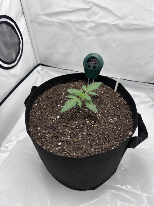Glue Gelato auto. Week 2 - Day 14