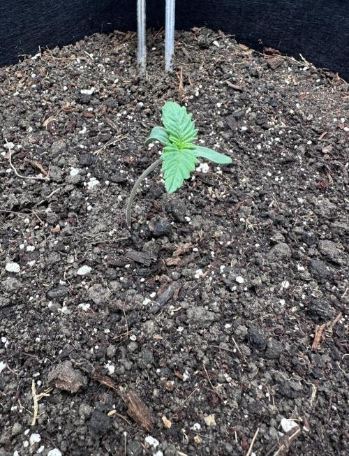 Glue Gelato auto. Week 1