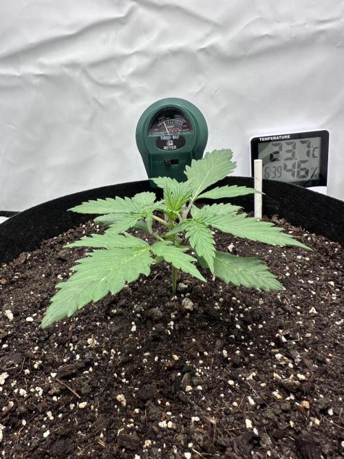 Glue Gelato auto. Week 3 - Day 16