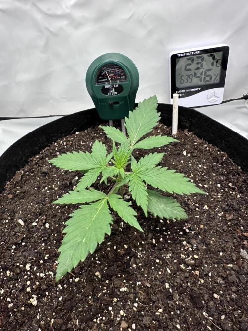 Glue Gelato Auto. Week 3