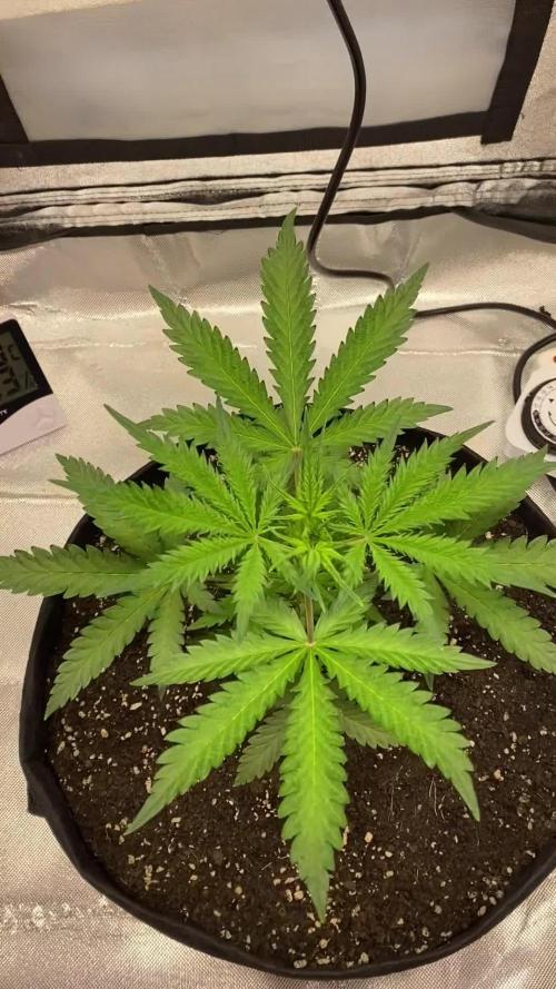 Orange sherbet auto