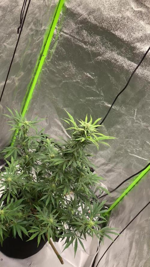 Orange sherbet auto