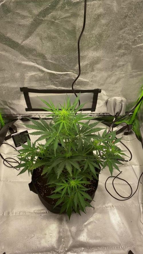 Orange sherbet auto