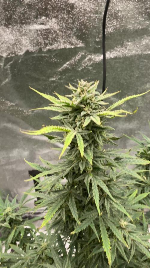 Orange sherbet auto