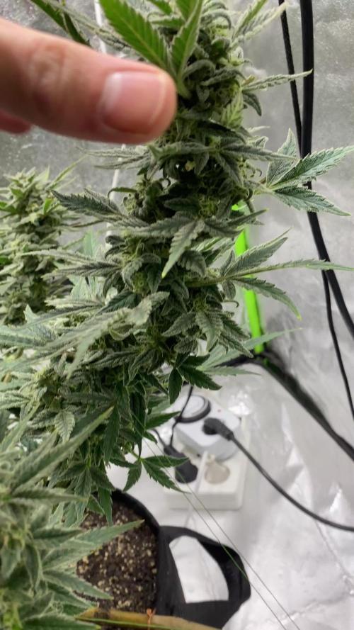 Orange sherbet auto