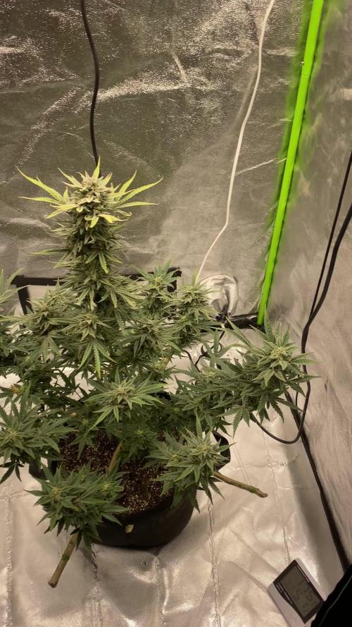 Orange sherbet auto