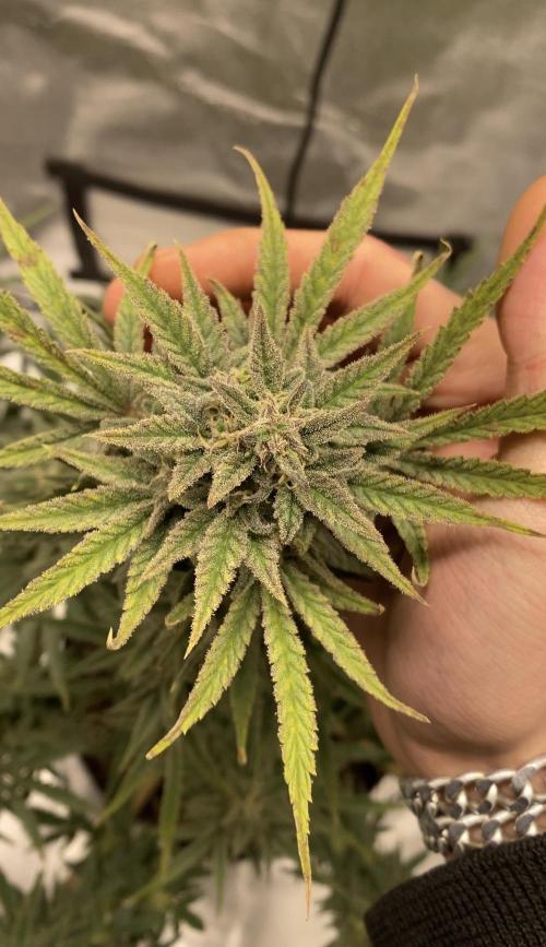 Orange Sherbet Auto. Week 13